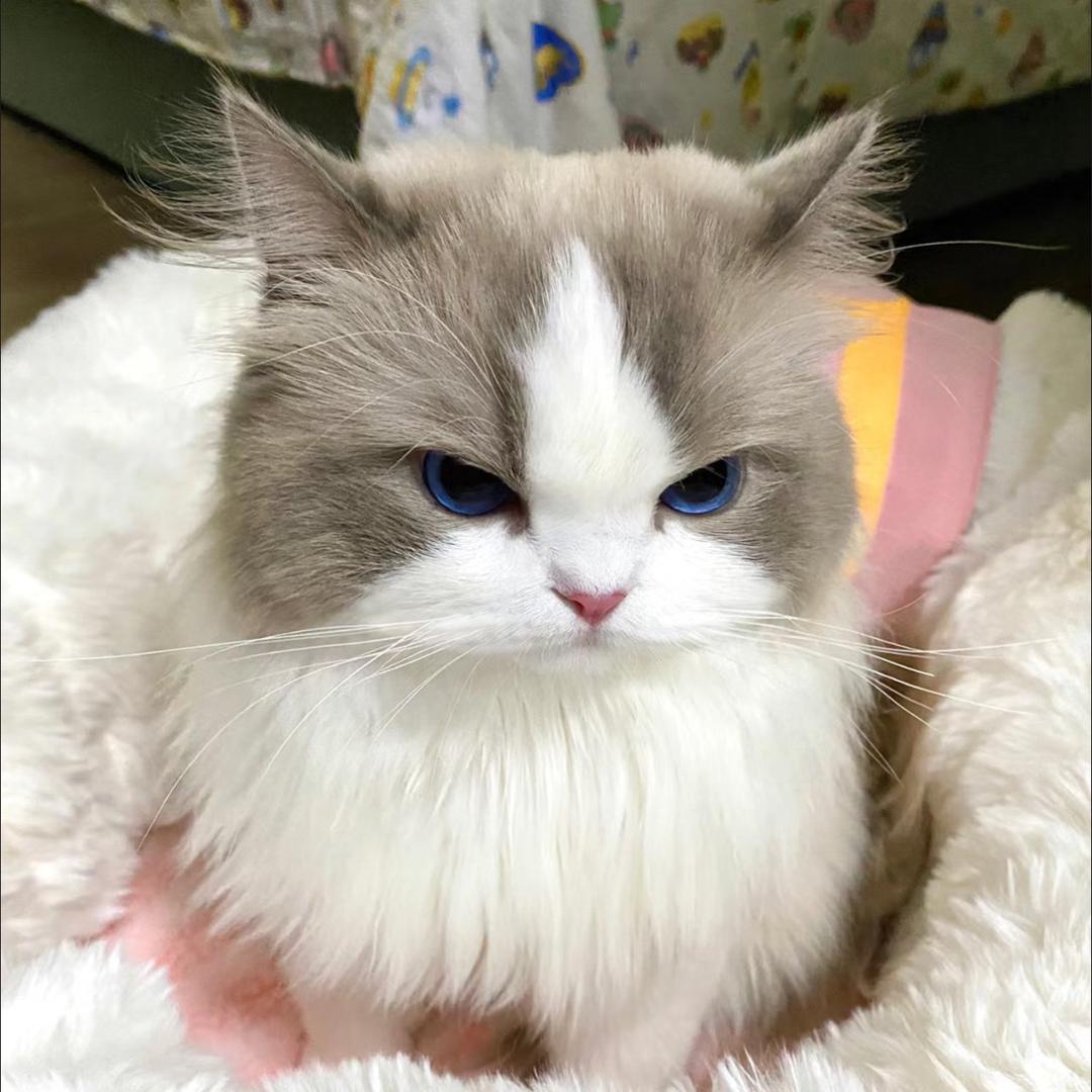 Nini酱🐱
