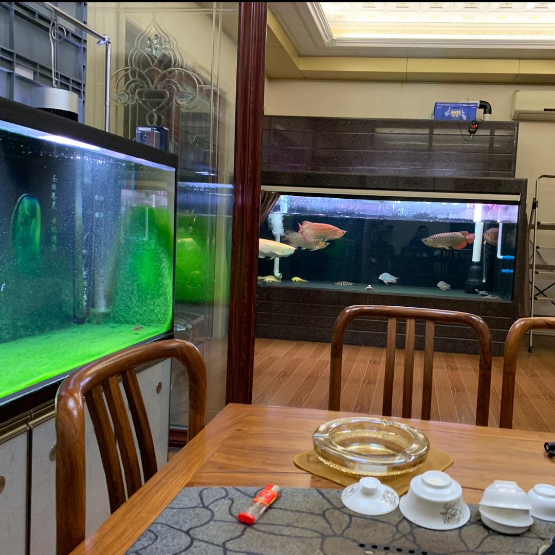富贵笑谈鱼缸🐟