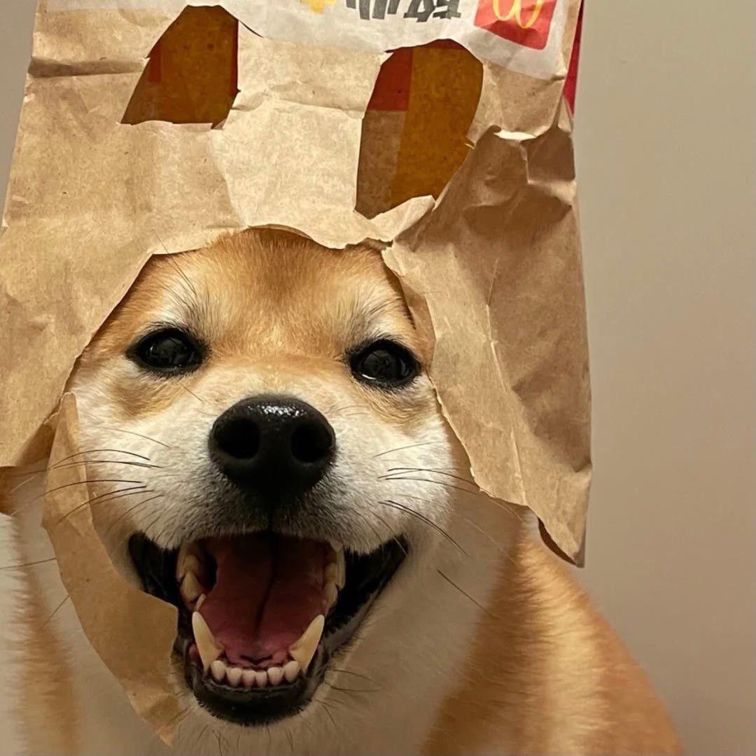 桓子
