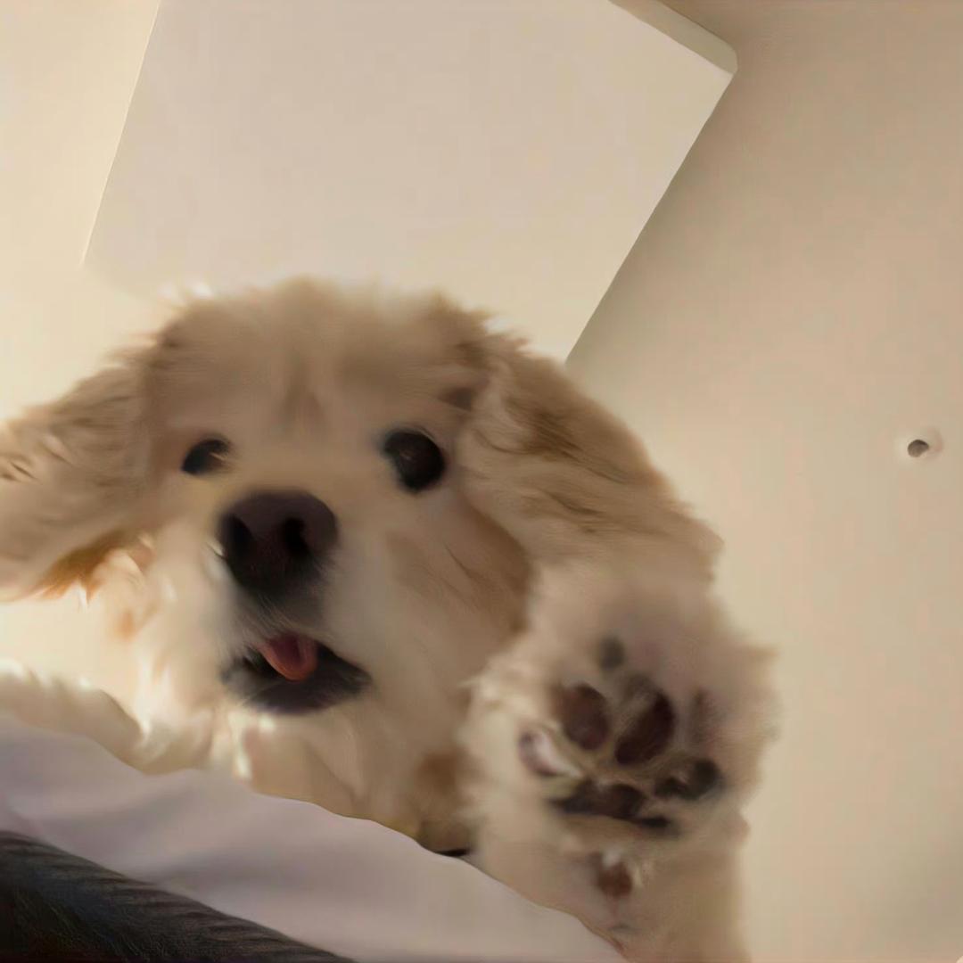 ㅤ   今晚上吃什么