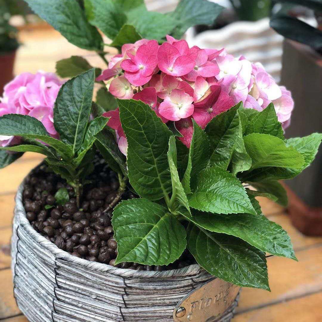 小周哥教您养好花