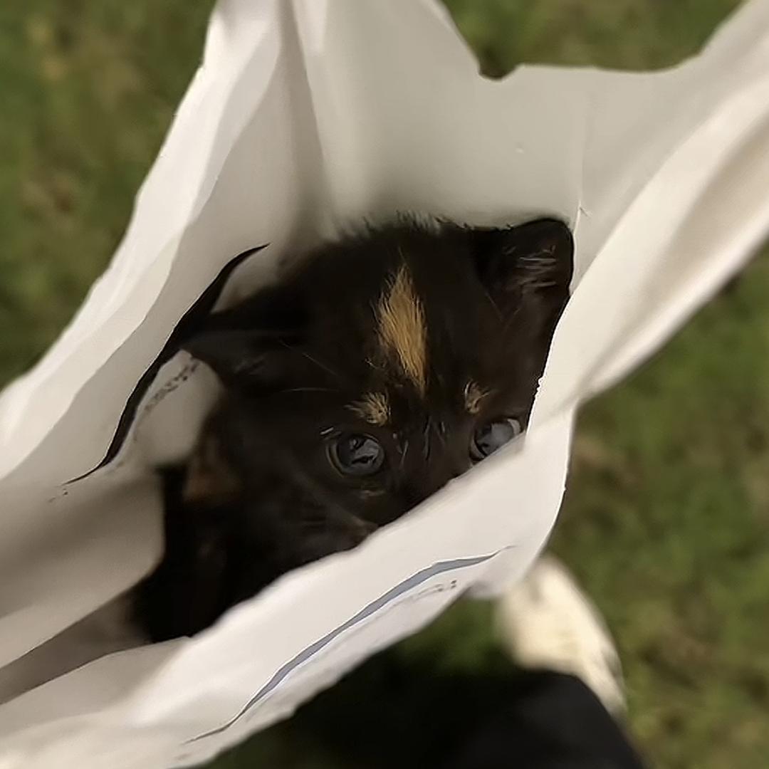 红豆鼹鼠