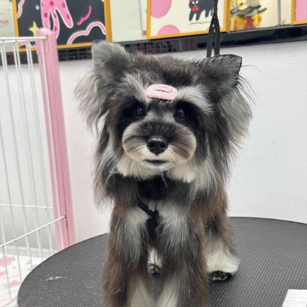 辣椒萌宠