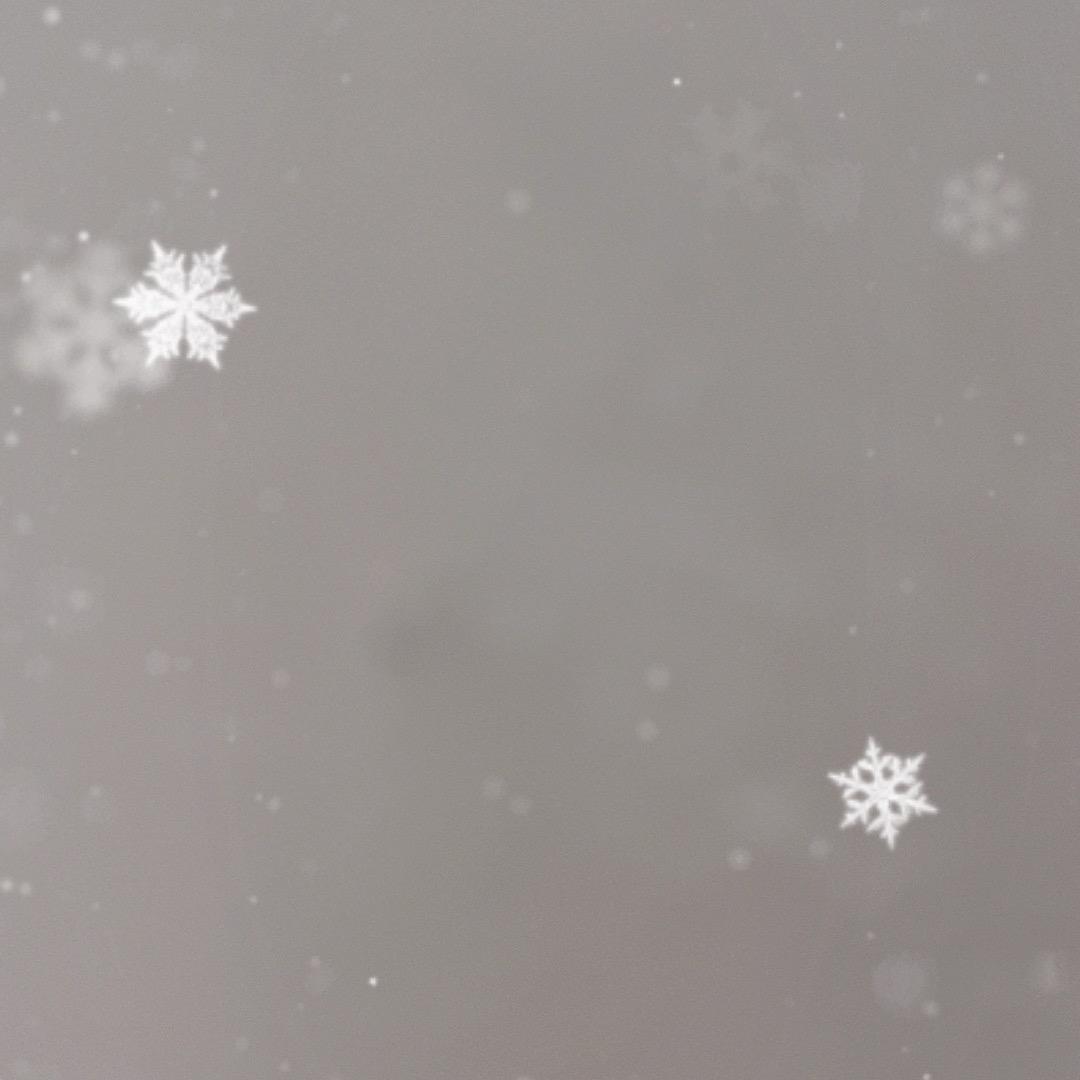 玫瑰