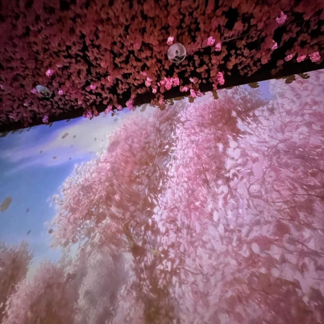 凤飞（画画使我沸腾）