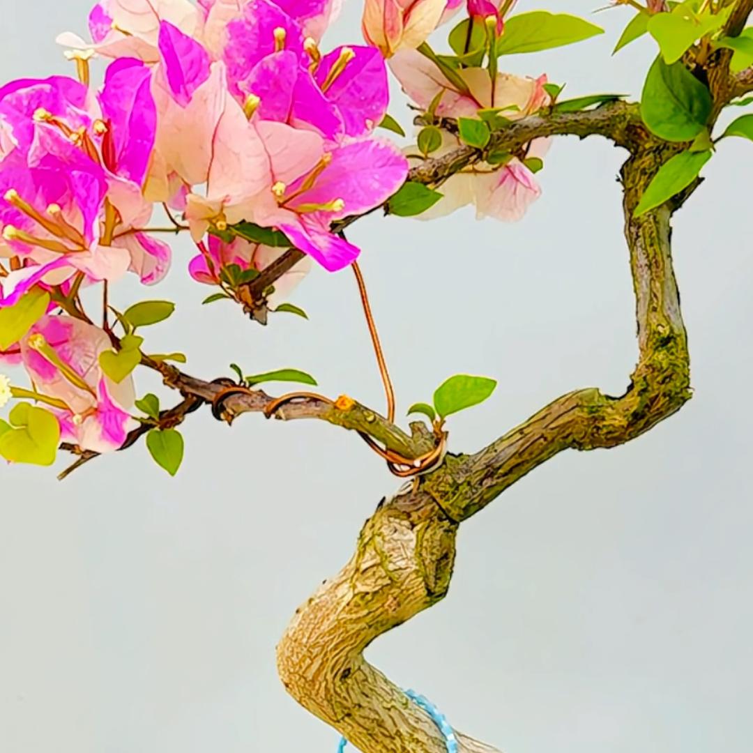 养花赏花