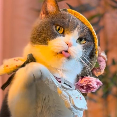 外婆桥的猫