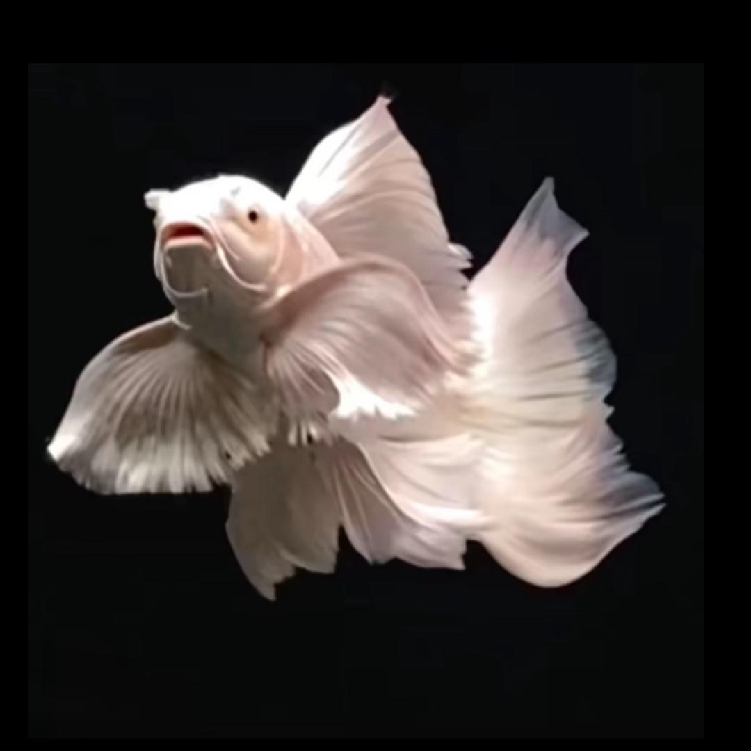 佳佳有鲤