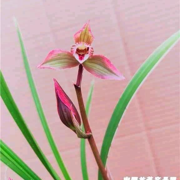 一峰资源兰苑