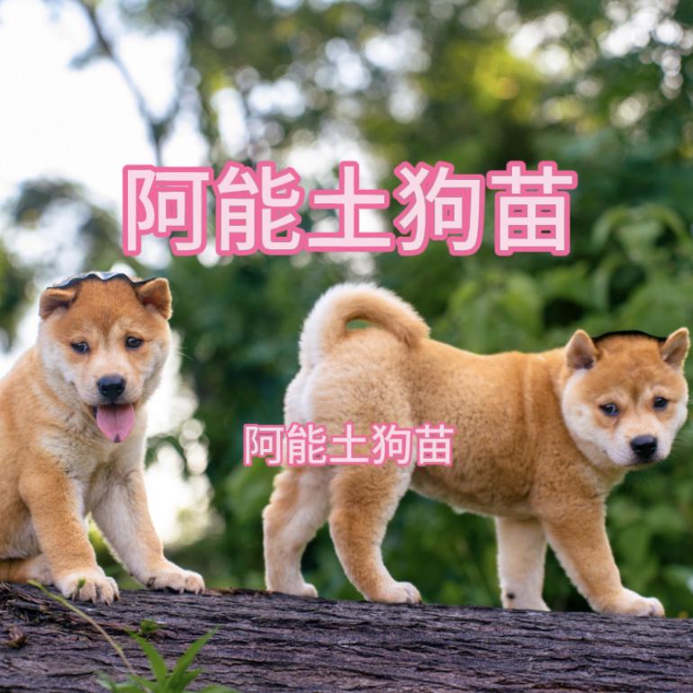 广西阿能土狗苗批发