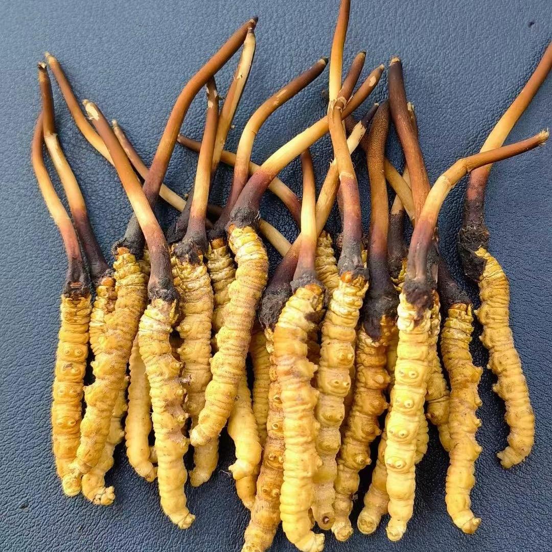 贡布牙扎（野生冬虫夏草）