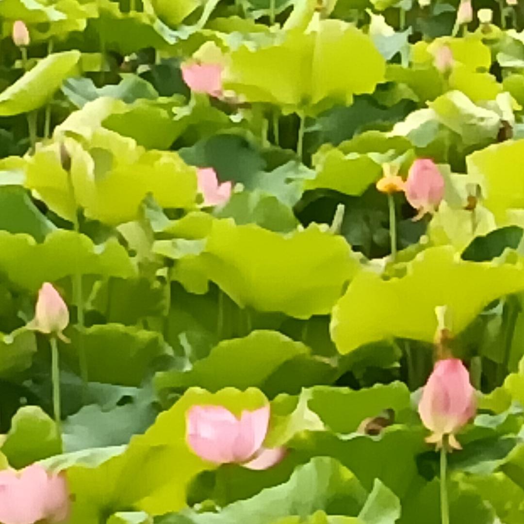 舞飞扬。。。杰瑞