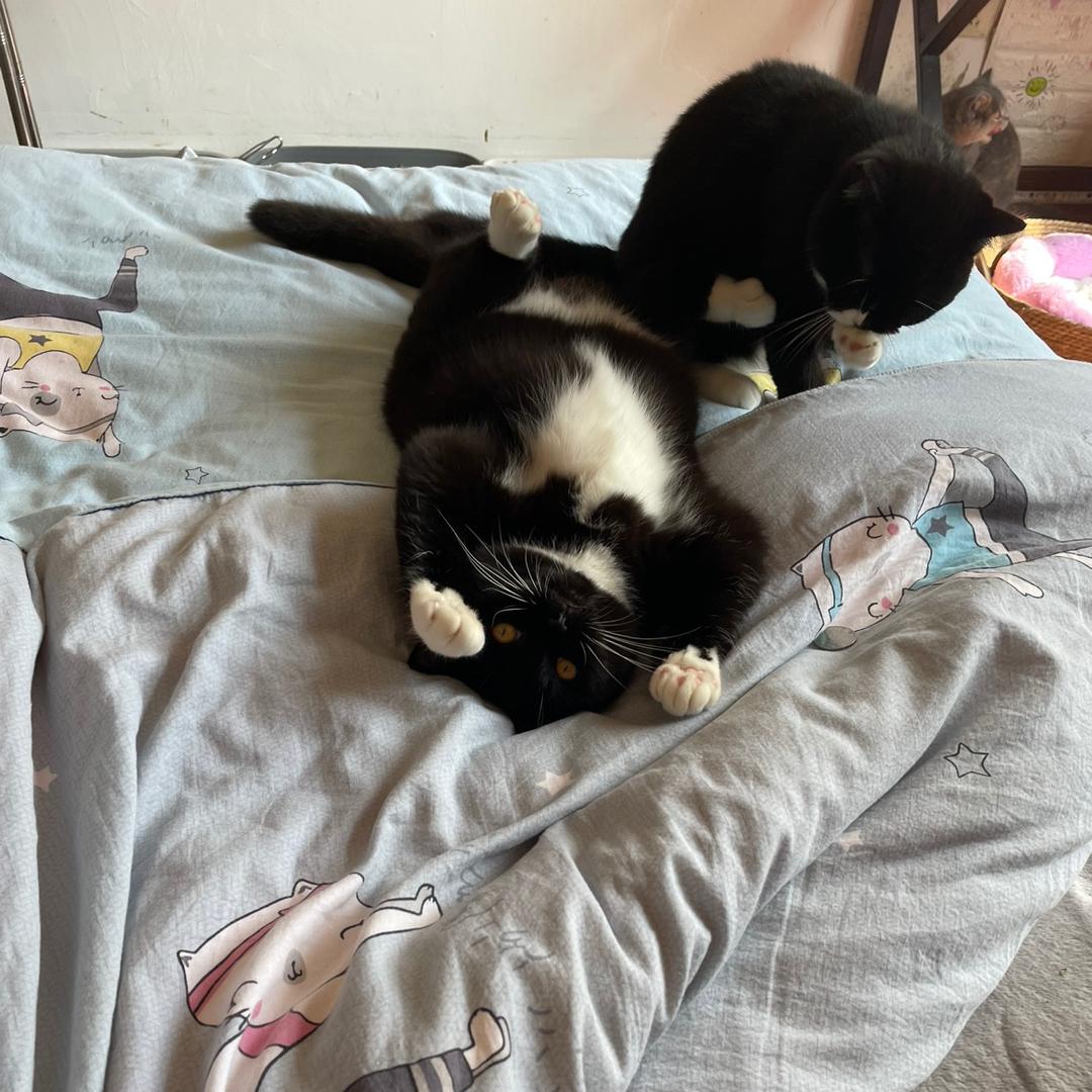 CF小8（AK金枪王）