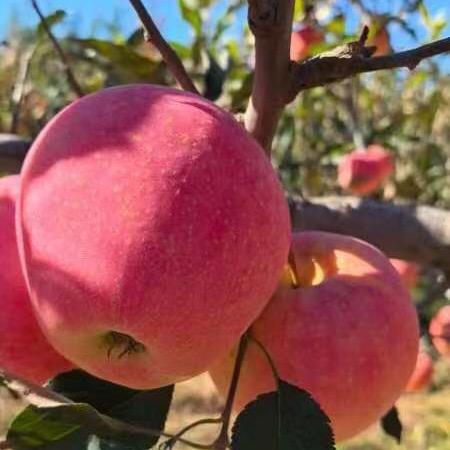 蓟州农家土特产