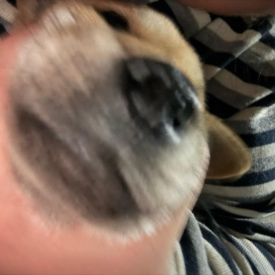 金宝是只可爱小狗