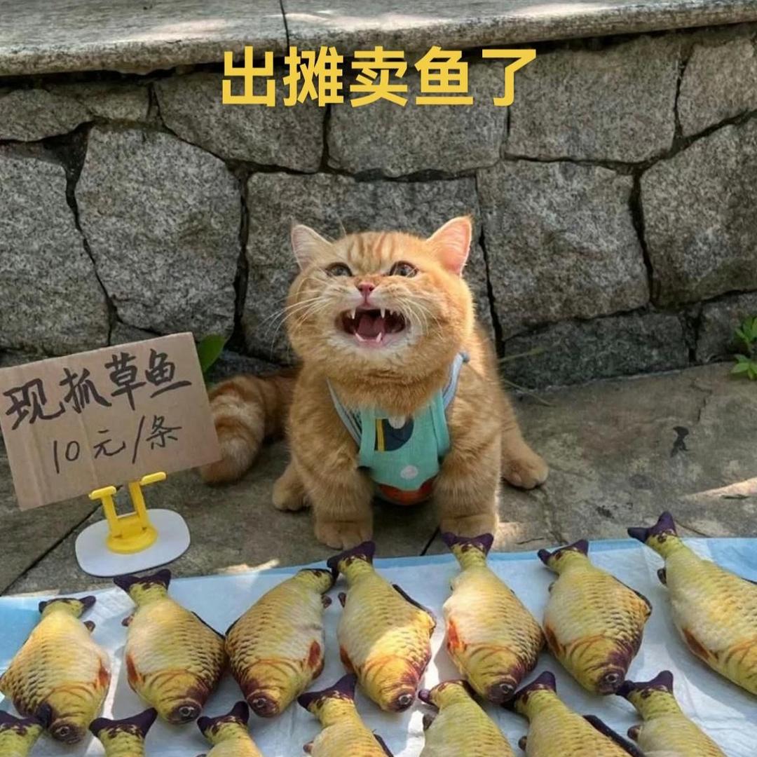 199岁的卖鱼猫