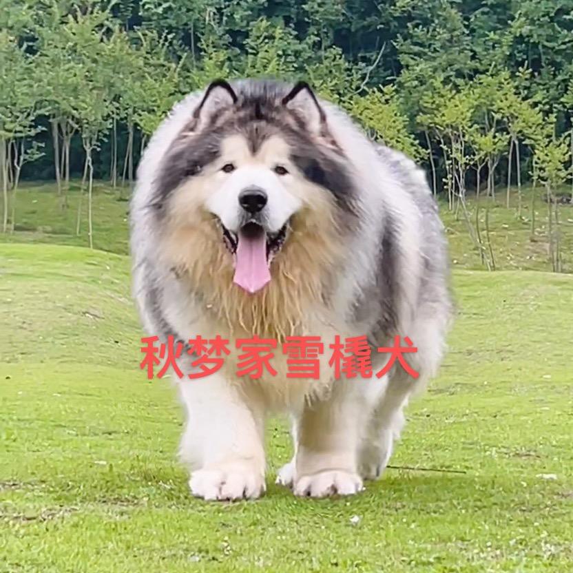 秋梦家雪橇犬