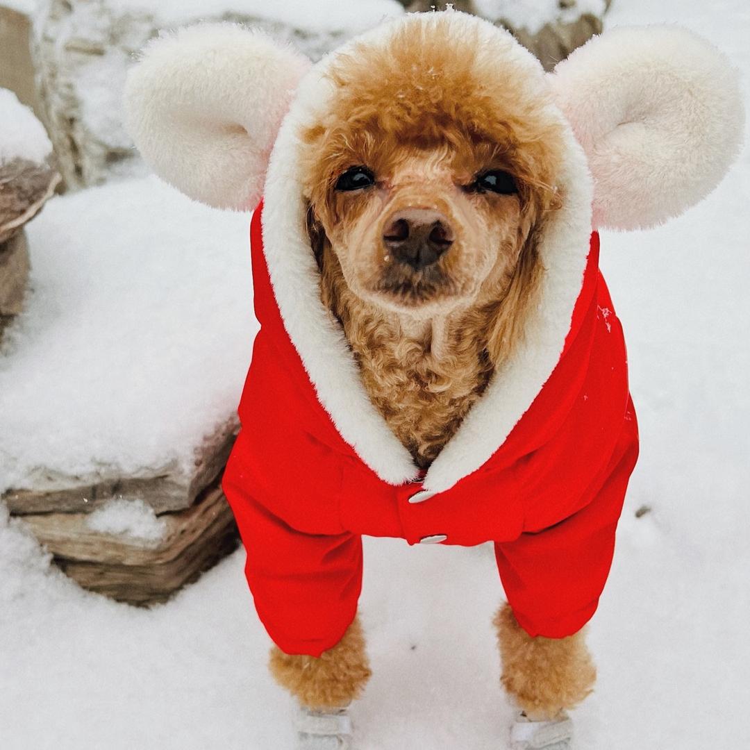 开宠物店的小虎🐯