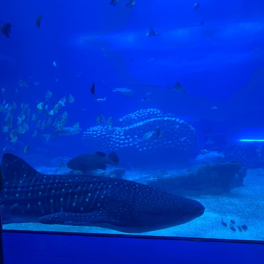 海high（好事发生版）