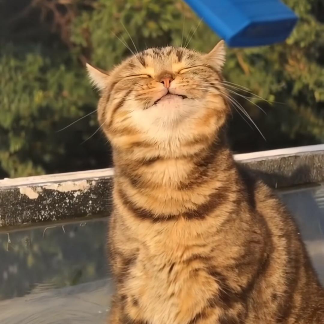 归栀