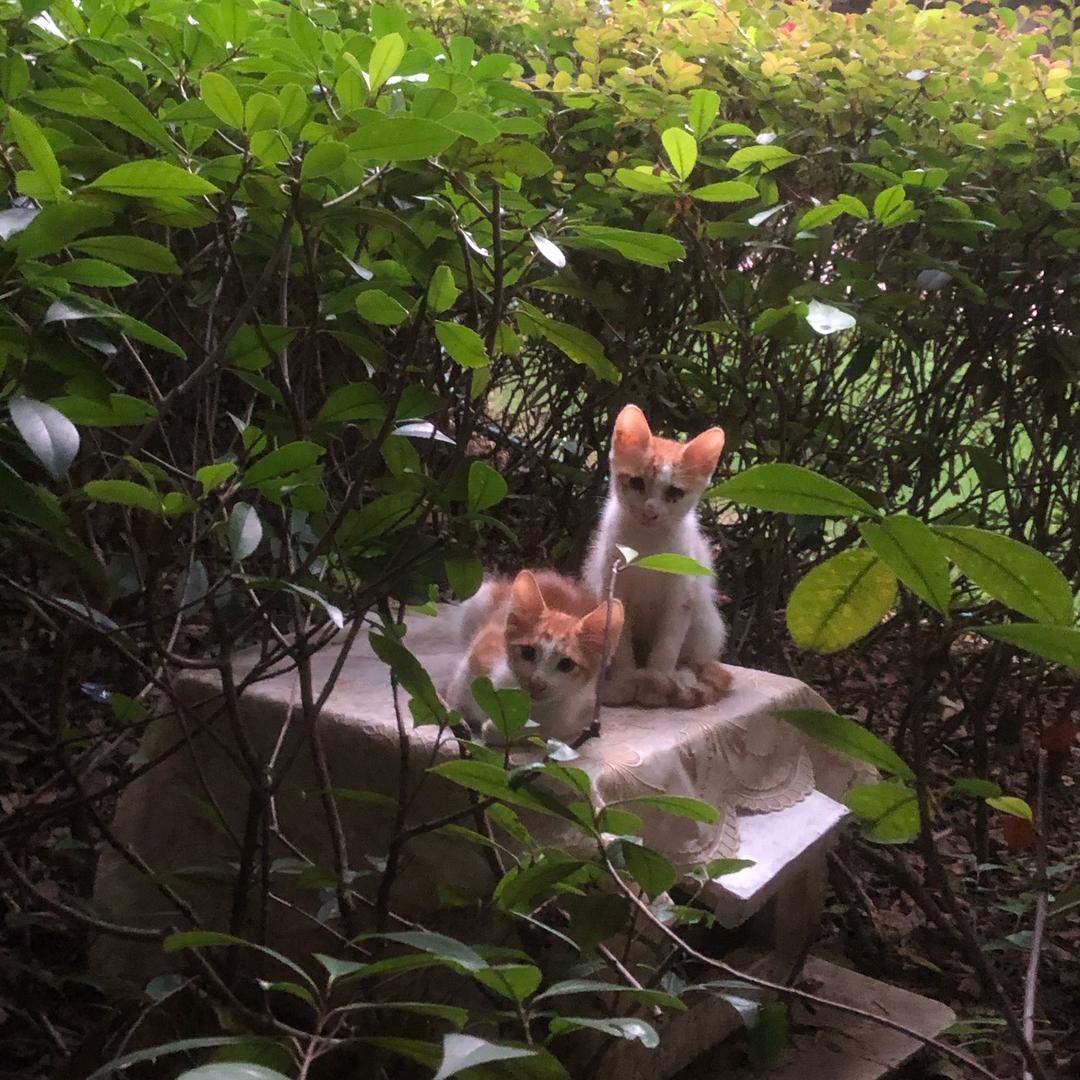 💗二微马💗