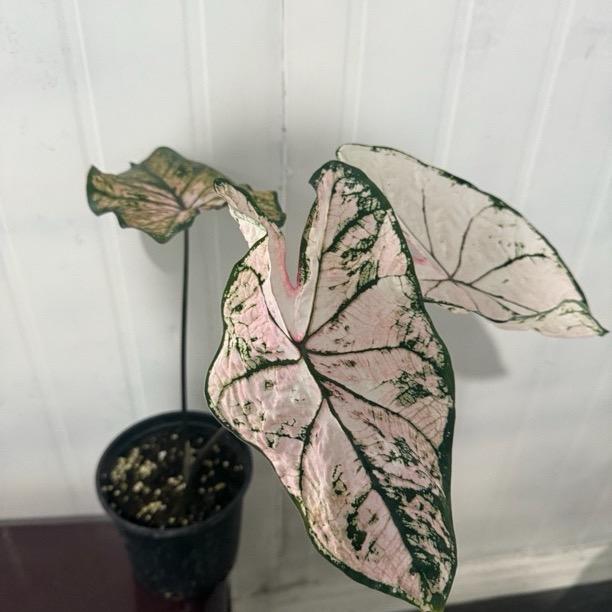 紫竹园艺的头像