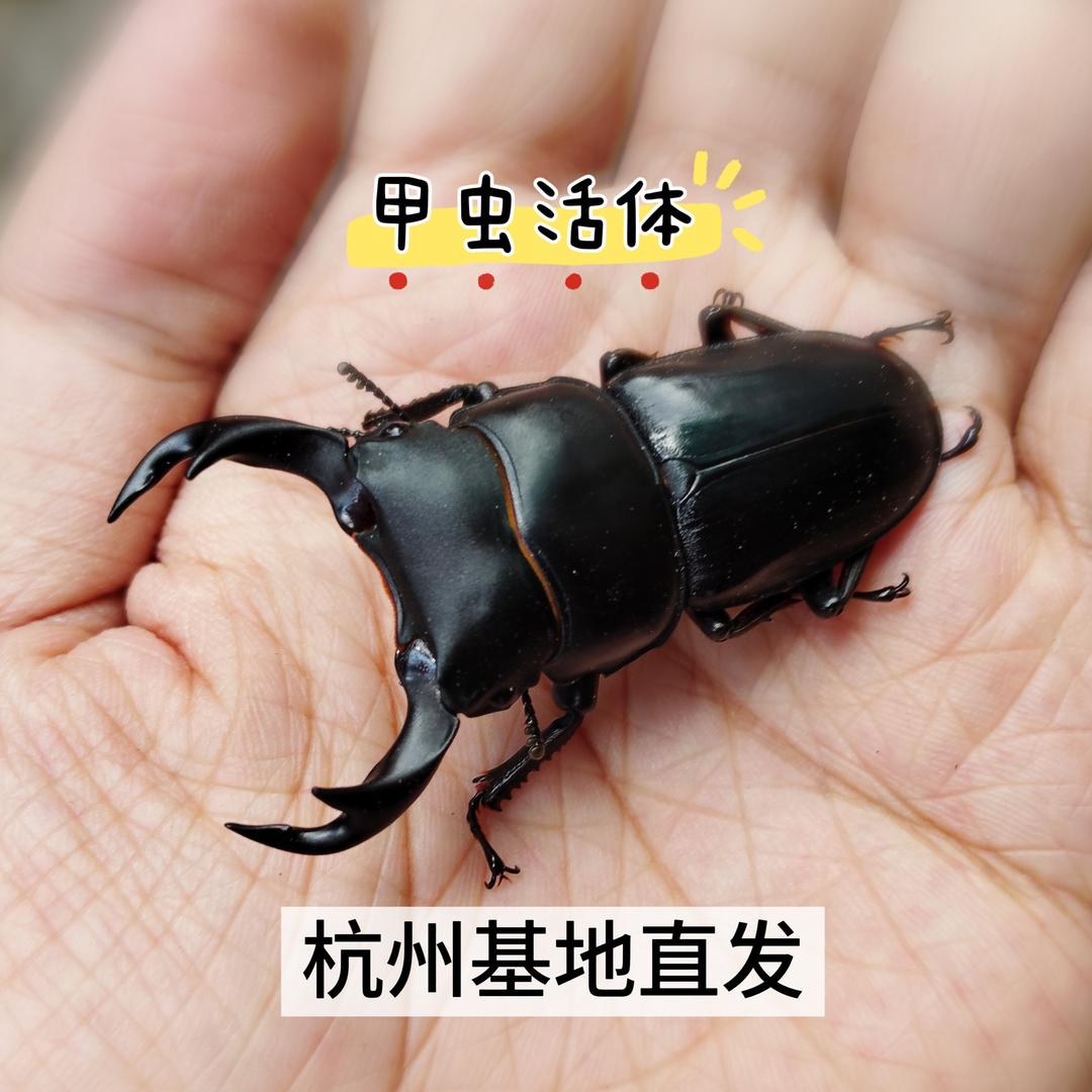 范叔带你养甲虫