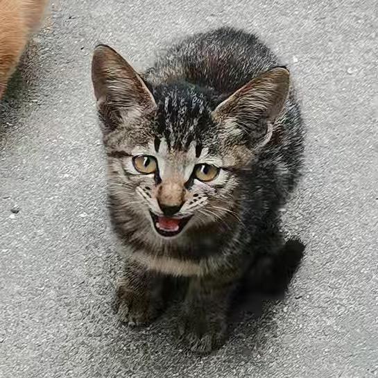 小周周