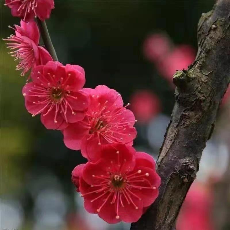 芸芸苗木
