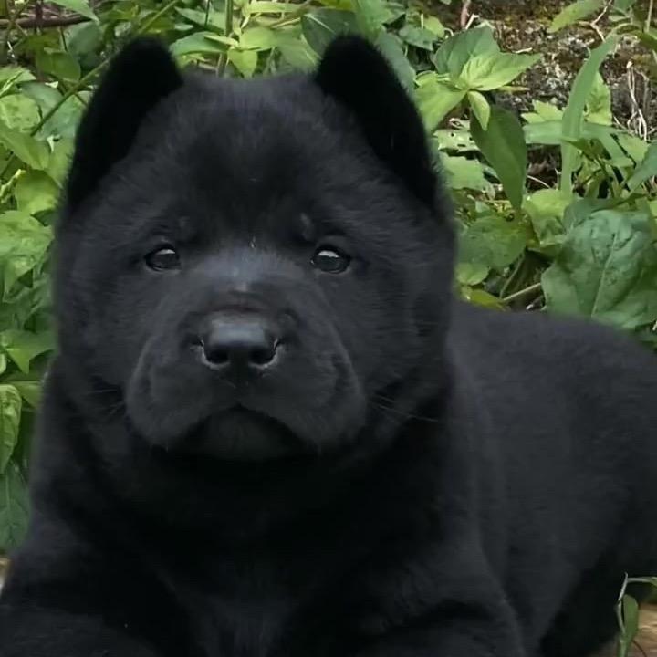 五黑犬在淮南
