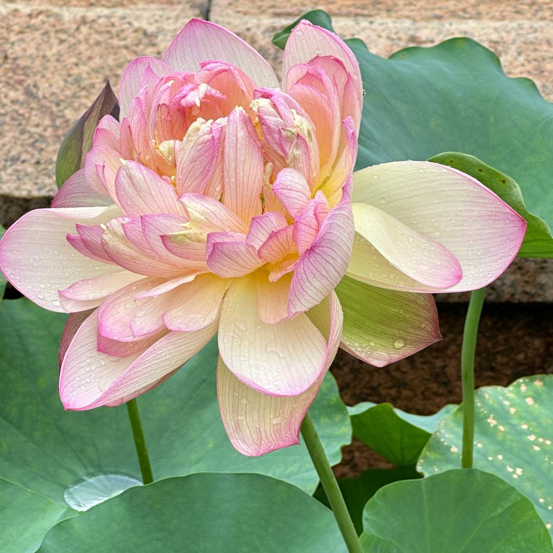 指挥中心控制台（共付未来）