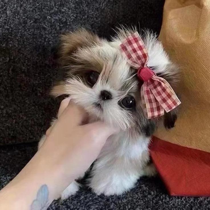 巴伊犬舍家的西施犬