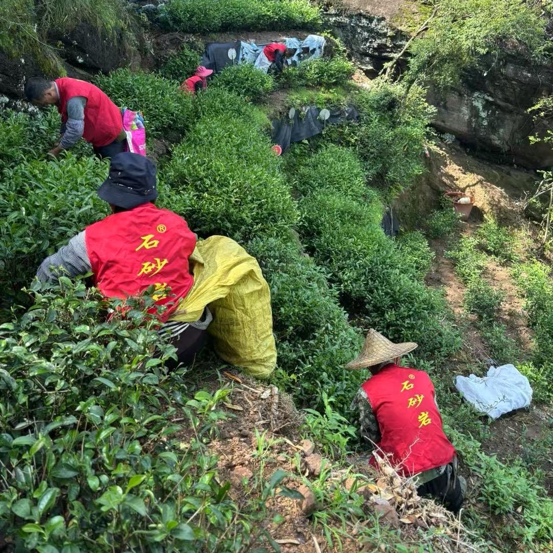 石砂岩茶业
