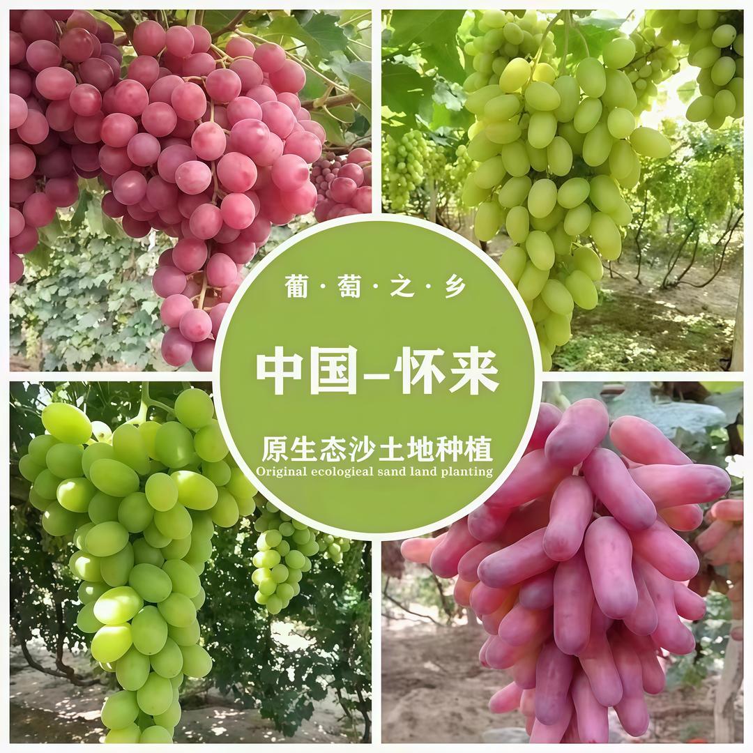 怀来葡萄采摘农庄园