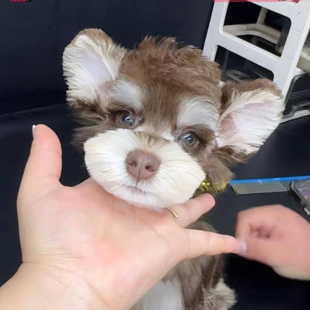 🍀李开心