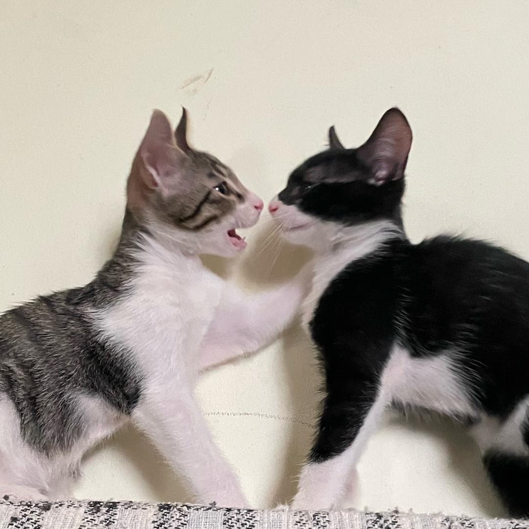 生于崂山的倔强门主