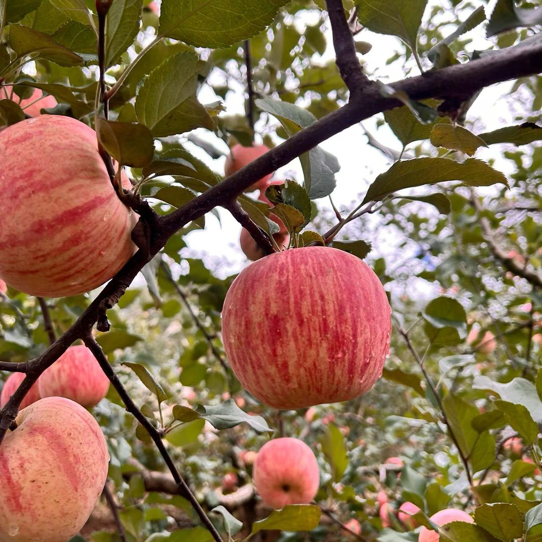 偏爱🐳上戈苹果