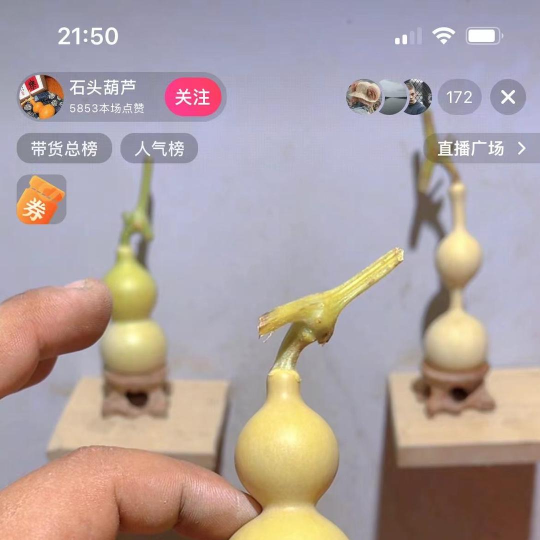 云净葫芦