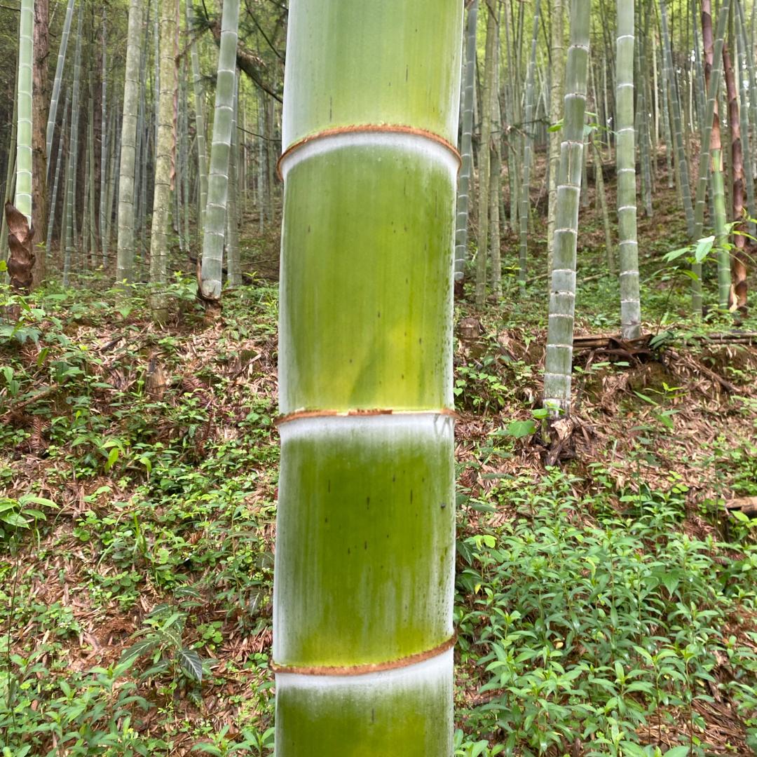 笋帮公栈酒坊