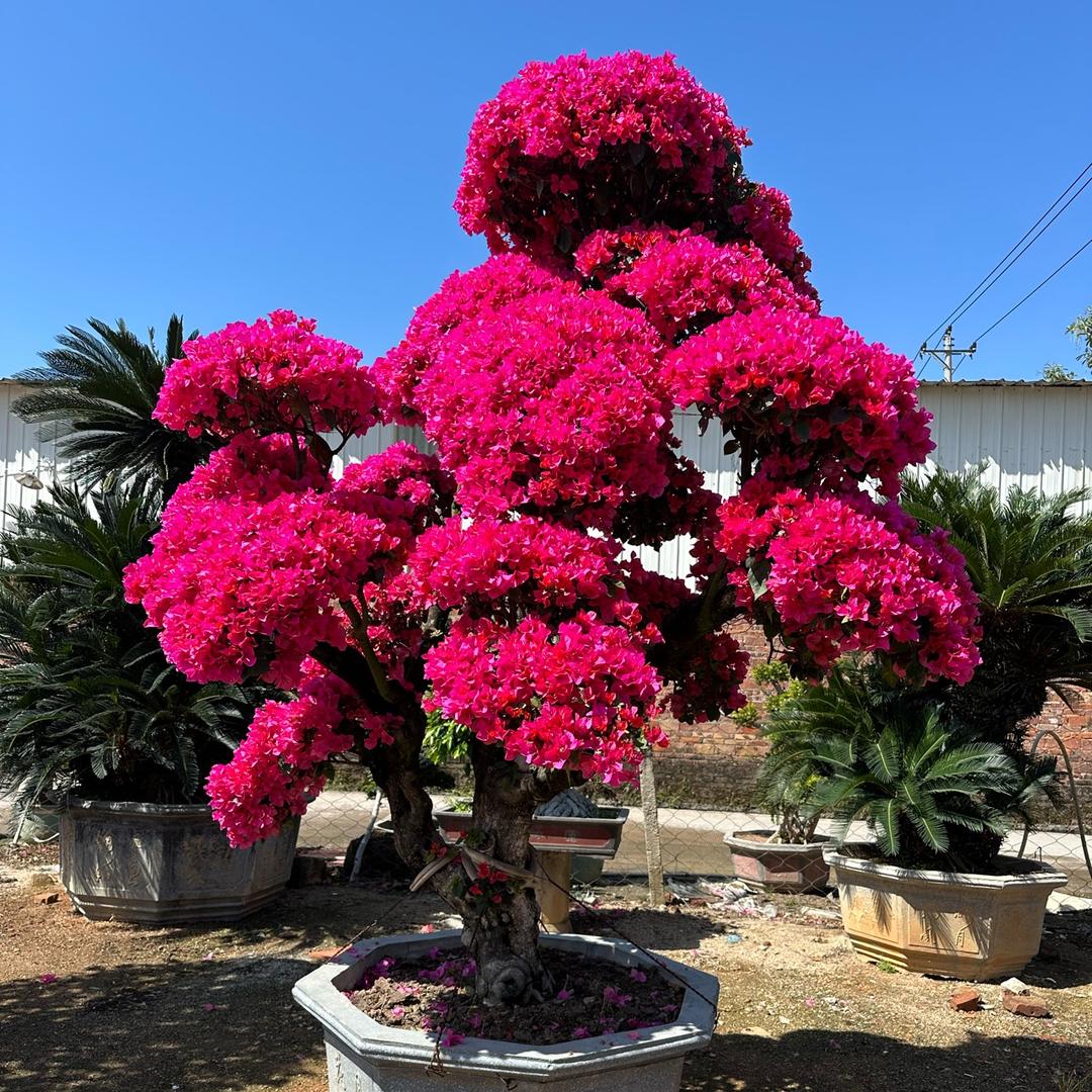 金灿灿三角梅盆景老桩