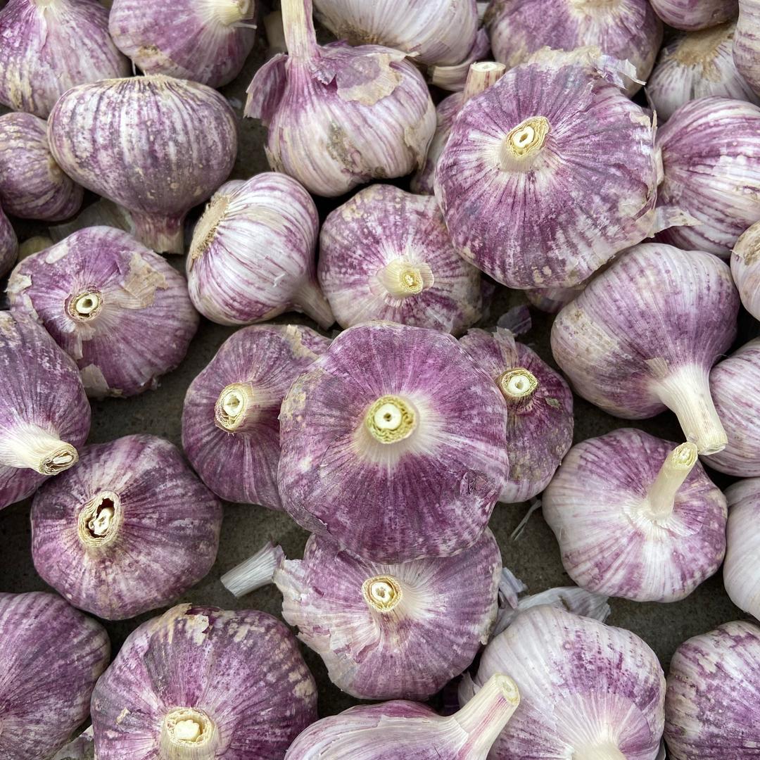 大蒜金盘子（华夏大蒜大姜行情）