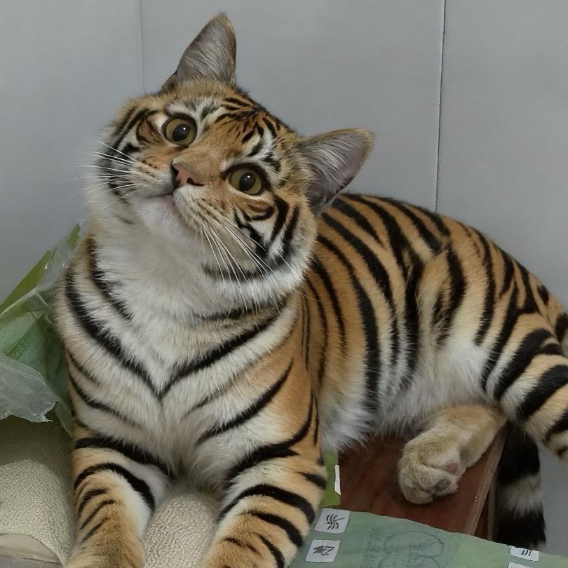 家里有只小鼻嘎🐱