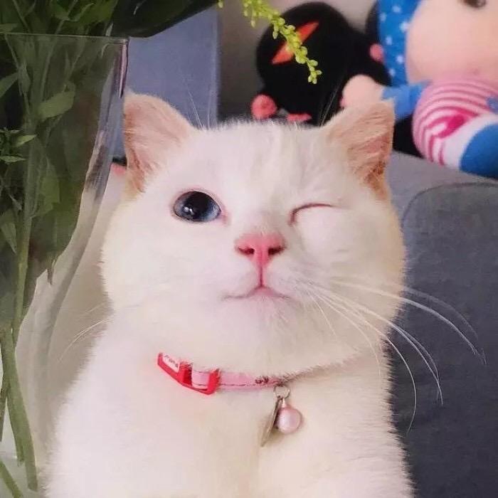 梨茉莉哎