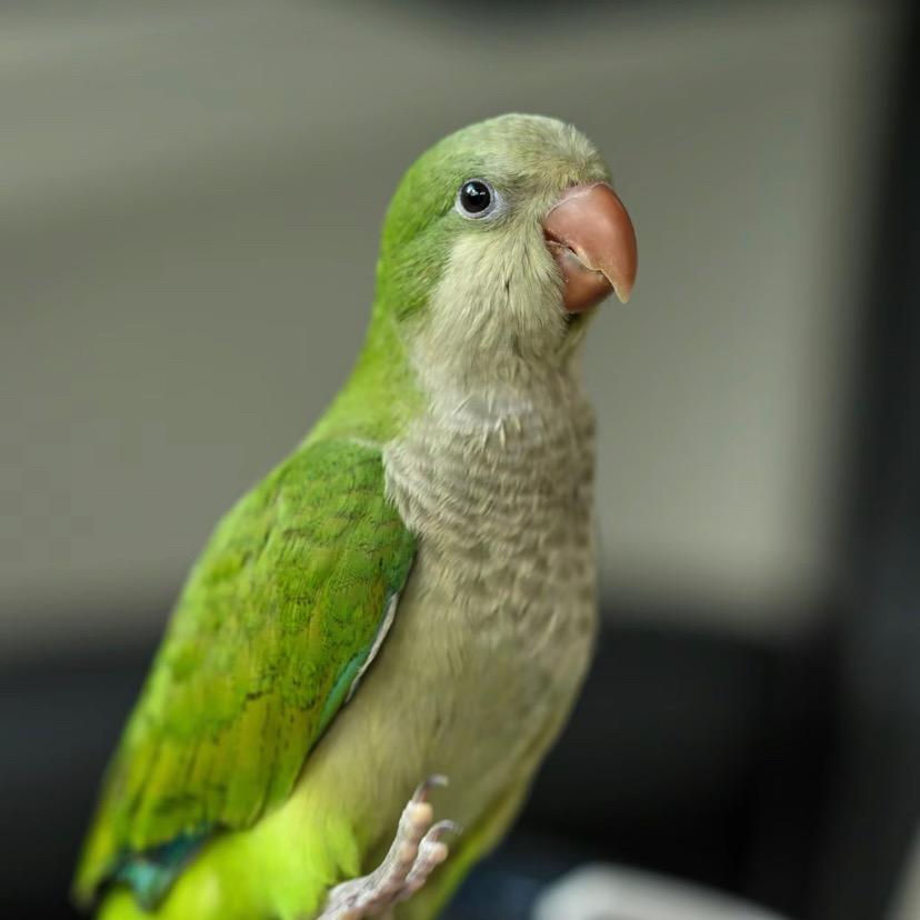 河南商丘虞城鹦鹉养殖（小太阳 和尚🦜）