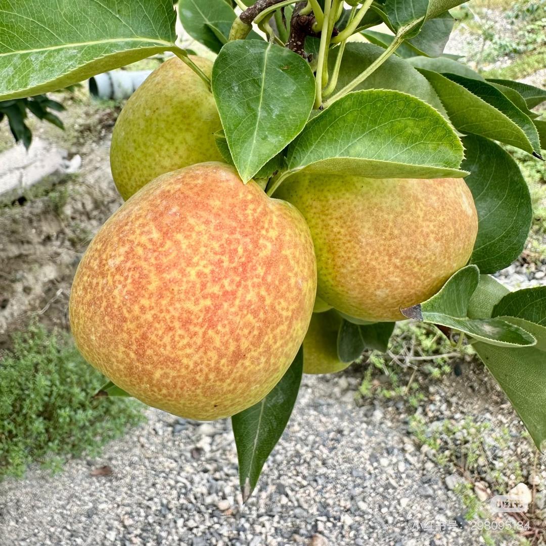 新疆香梨🍐top 1