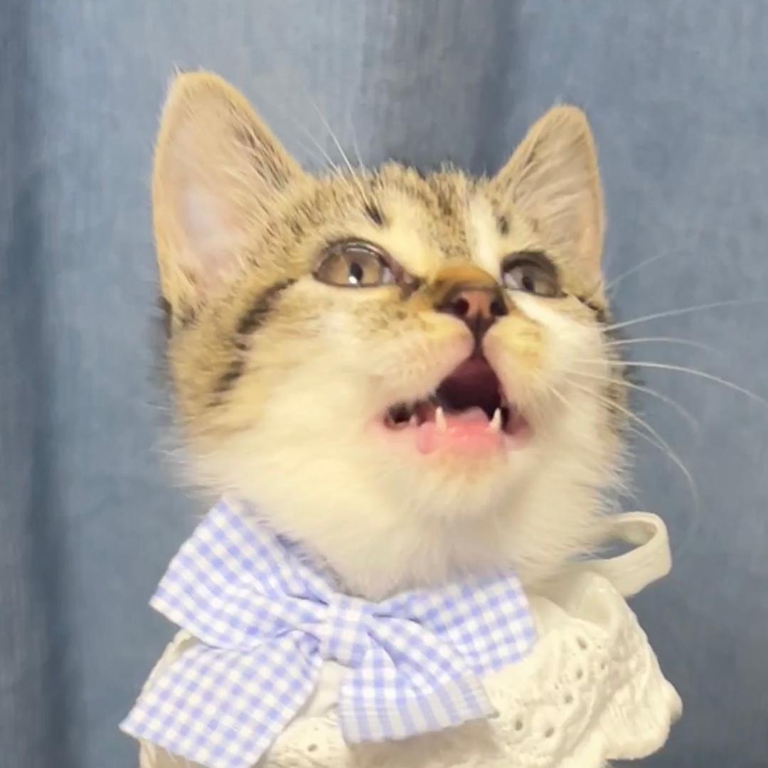泡芙是流浪猫🐱