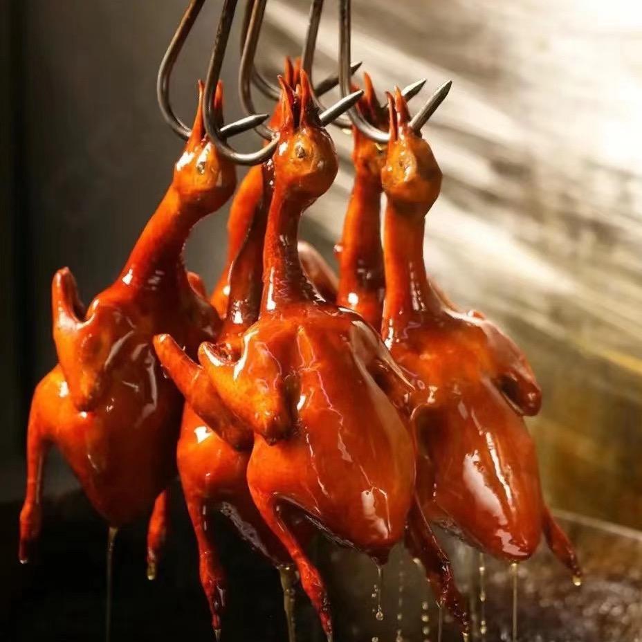 乳鸽鸽.鸽子🐦