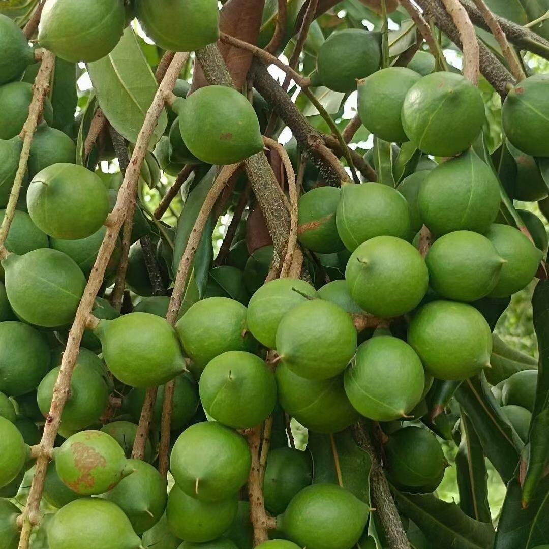 广西龙州利元生物工程有限公司