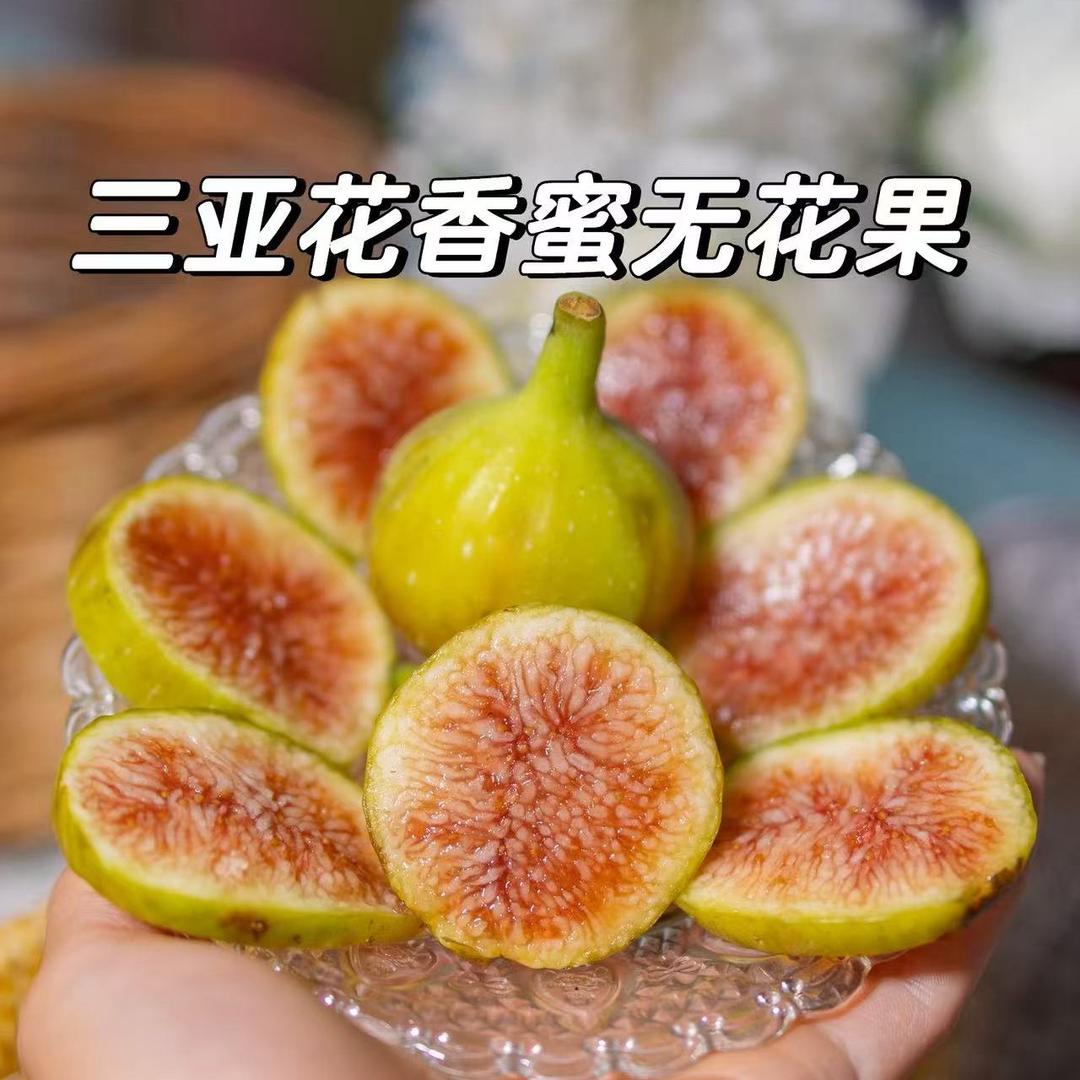 小掌柜家的无花果