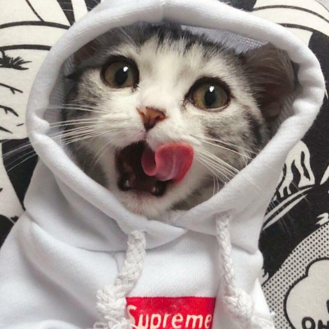 喵了个咪.